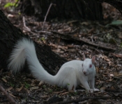 2016 06 11 WildLife MPLS 116